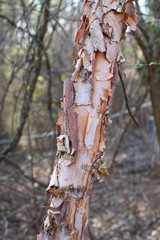 Fototapeta premium River Birch Tree Peeling Bark
