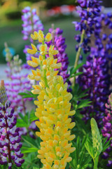 Yellow flower close up