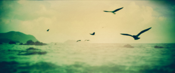 Abstract blurred view nature sea and bird in sky , circle bokeh