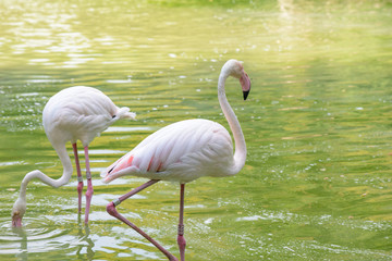 Flamingos