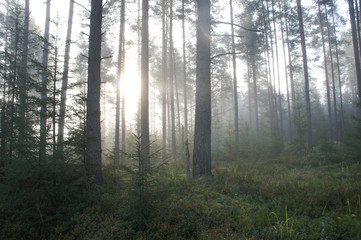 misty forest in sunlight
