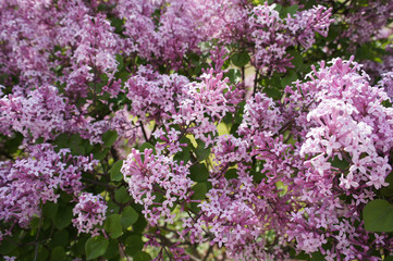 purple lilac bunch