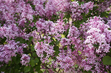 Fototapeta premium purple lilac bunch