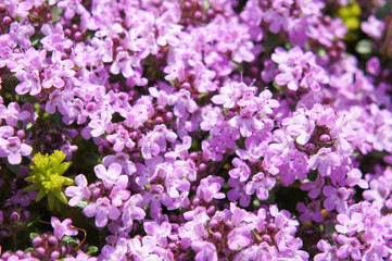 Thymus serpyllum purple flowers