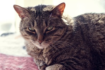 cat hanging out by the window, sunny day