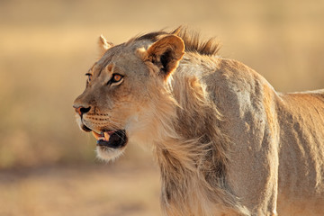 Obraz na płótnie Canvas Portrait of a young male African lion (Panthera leo), Kalahari desert, South Africa.