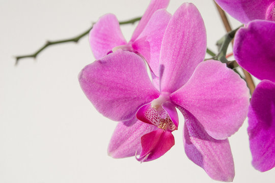 Orchidaceae