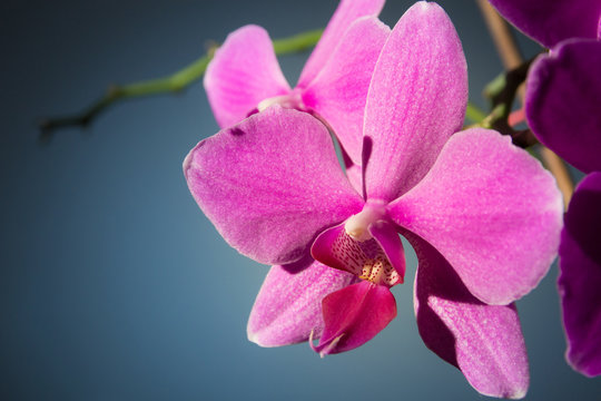 Orchidaceae