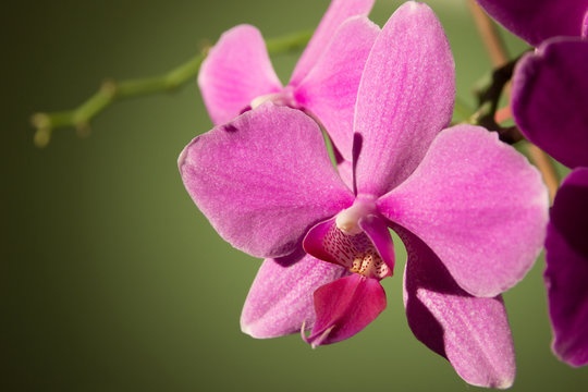 Orchidaceae