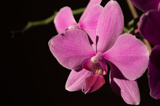 Orchidaceae