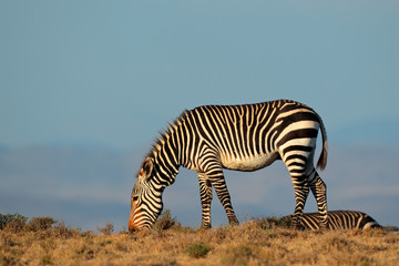 Fototapeta na wymiar Cape Mountain Zebra (Equus zebra), Mountain Zebra National Park, South Africa.