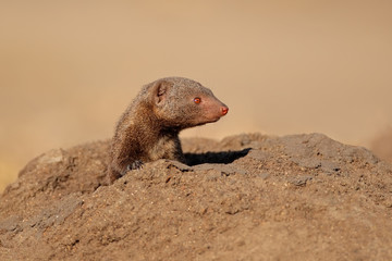 Portrait of a dwarf mongoose (Helogale parvula), South Africa.