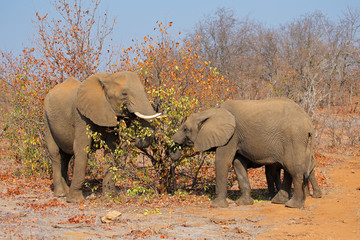 Obraz premium African elephants (Loxodonta africana) feeding, Kruger National Park, South Africa.