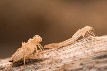 Dragonfly nymph shell