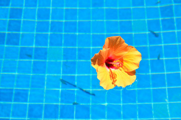 水面に浮かぶハイビスカスの花