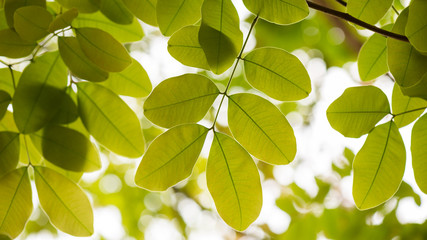 Green leaf backlit is nature background