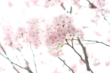 Crédence en verre imprimé Fleur de cerisier Fleurs de cerisier