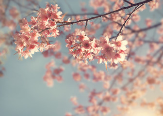 Vintage cherry blossom - sakura flower. nature background