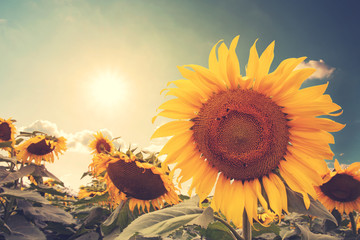 Vintage photo of sunflower with sunlight - retro filter effect