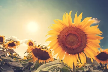 Poster de jardin Tournesol Vintage photo of sunflower with sunlight - retro filter effect
