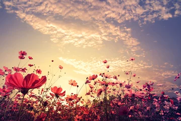 Papier Peint photo Printemps Landscape nature background of beautiful pink and red cosmos flower field with sunshine. vintage color tone
