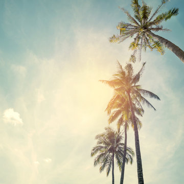 Palm trees at tropical beach coast, vintage color tone and film stylized