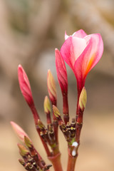 pink frangipani flower : Plumeria rubra