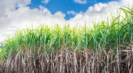 sugarcane field