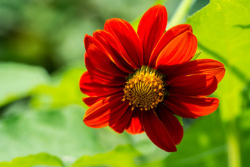 Close up of Mexican sunflower