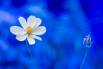 flower in blue background