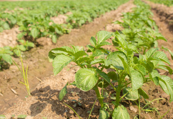 potato field.