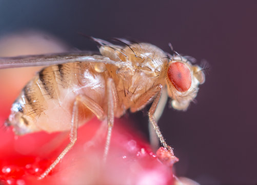 eine Fruchtfliege sitzt auf einer roten Frucht