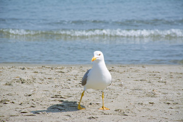 mouette sur le sable