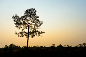 Fototapeta na wymiar Big tree silhouette on sunset