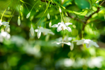 close up of white flower(Wrightia religiosa ,Apocynaceae)