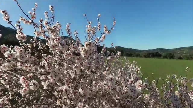 Amandier en fleurs Alpilles