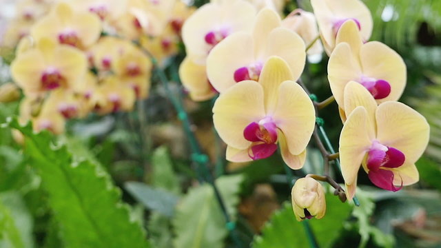Beautiful Orchid flowers blooming in the garden, Zoom in shot