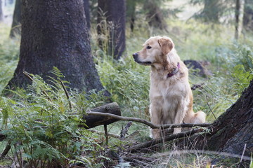 Golden Retriever fixierend sitzend