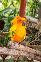 AF focused,Parrot are standing on the branch in the garden with blur background
