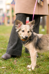 Stray mixed breed dog