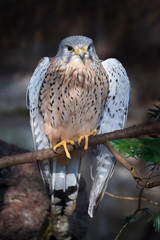 Common kestrel (Falco tinnunculus)