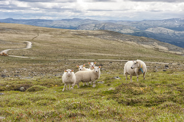 Fototapeta premium Landscape with mountains and sheep, Norway