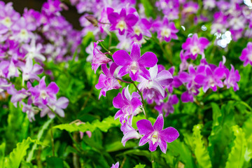 Fototapeta na wymiar Beautiful Violet Orchid Flowers in the garden
