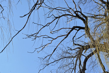 Obraz premium Willow tree branch in the spring