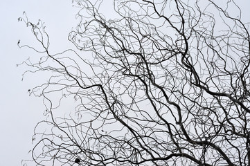 Leafless tree branches perspective. Top of trees against sky