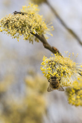 bee on a flower eating pollen sallow