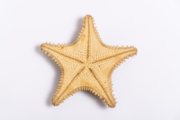 Fototapeta na wymiar The caribbean starfish isolated on white background closeup, view from above