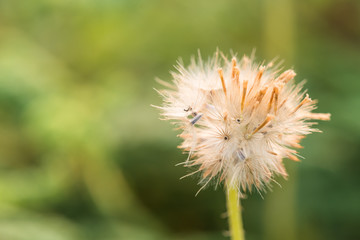 close up shot of fluffy grass flower