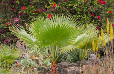 Fototapeta premium Plants in a jungle park.