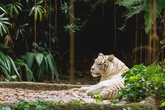 Relaxing white bengal tiger in Singapore.